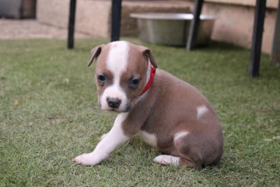 Les chiots de American Staffordshire Terrier