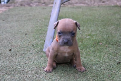Les chiots de American Staffordshire Terrier
