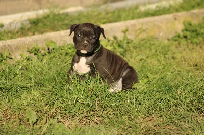 Les chiots de American Staffordshire Terrier