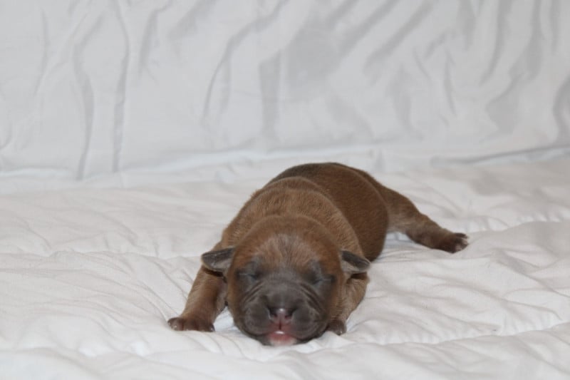 American Staffordshire Terrier - Psycho Extreme Dog