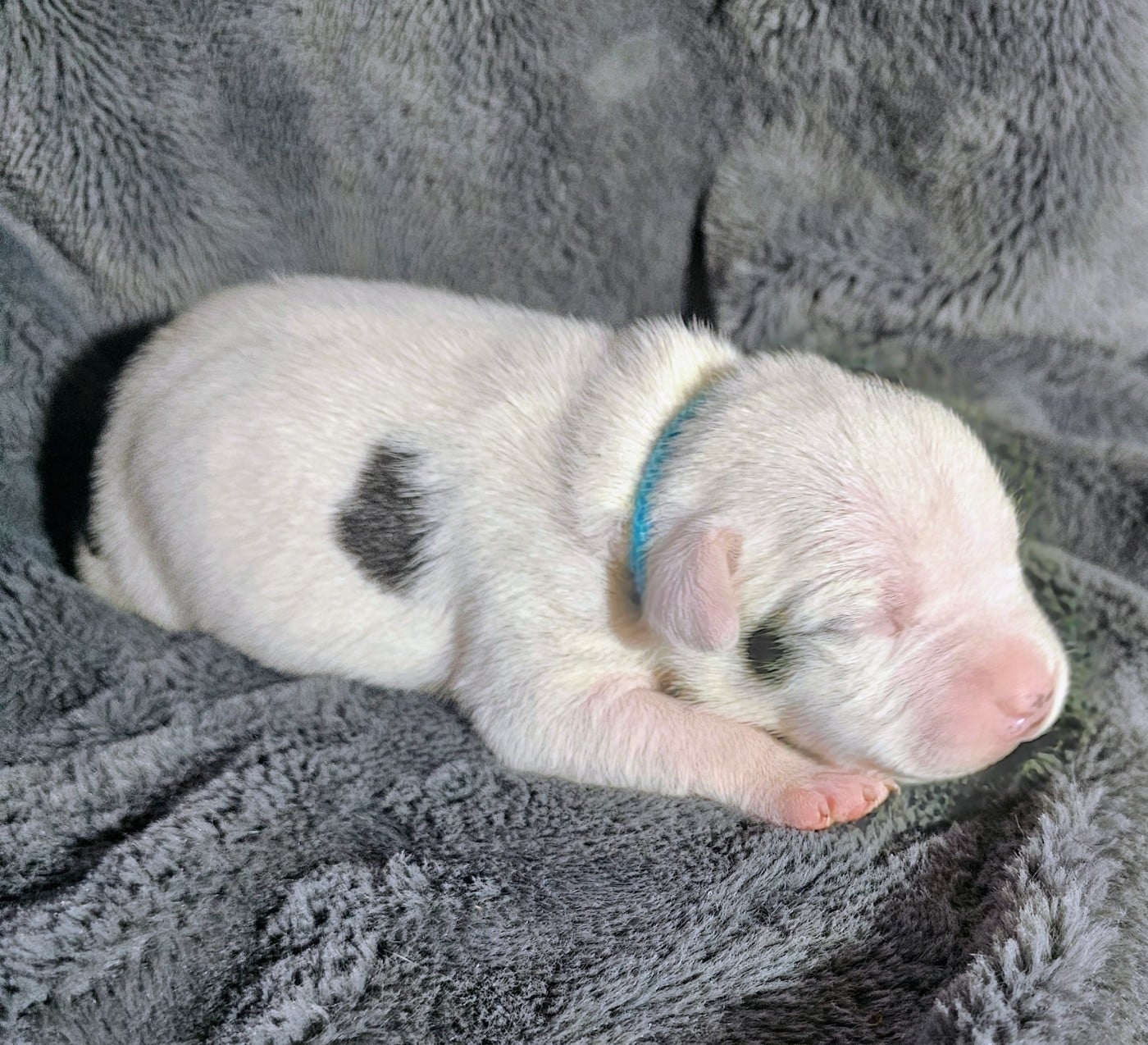 Staffordshire Bull Terrier - des Amours de Claya