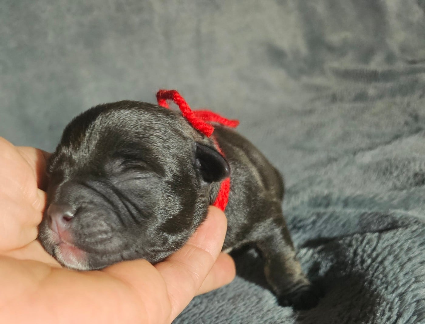 Staffordshire Bull Terrier - des Amours de Claya