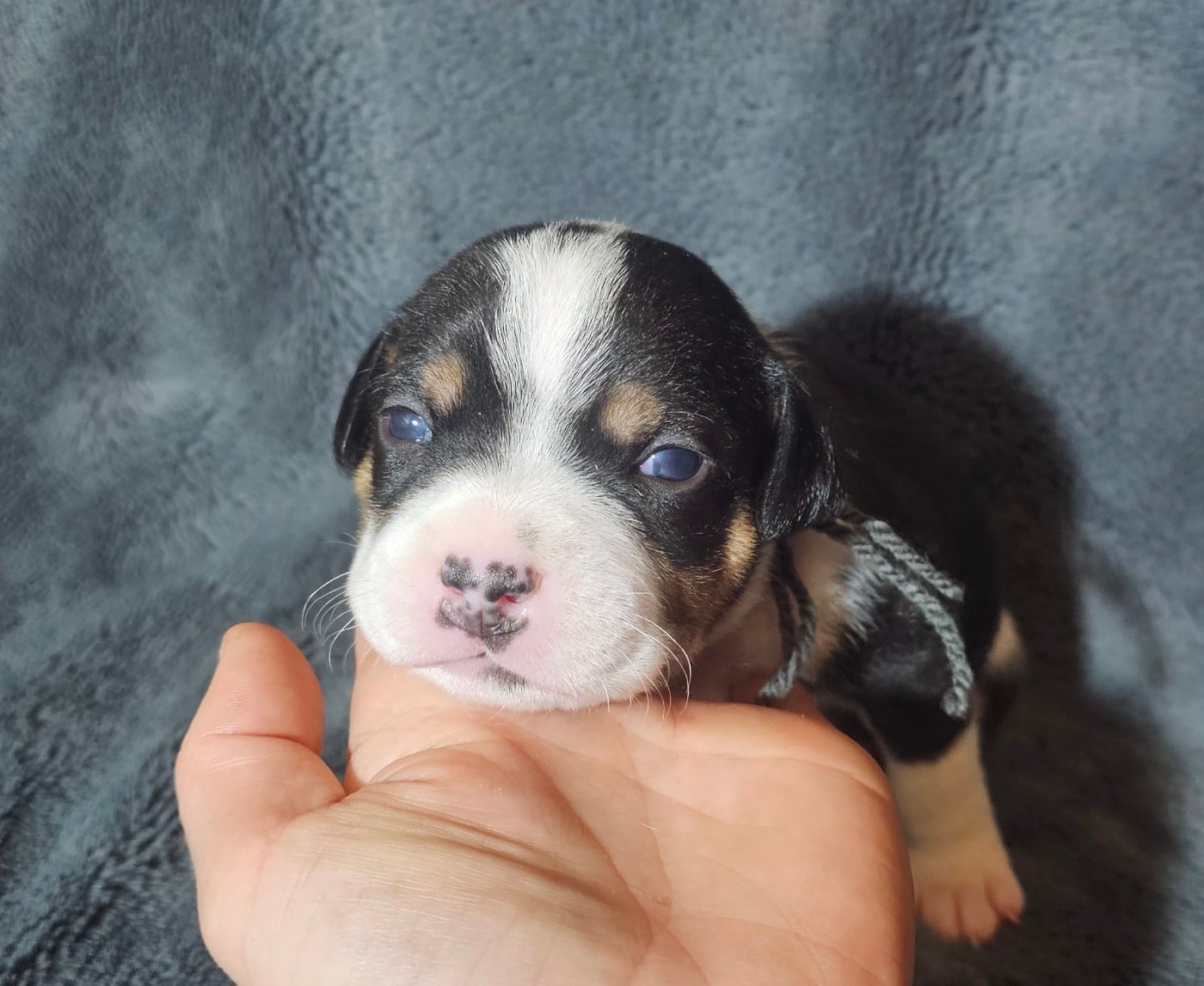 Staffordshire Bull Terrier - des Amours de Claya