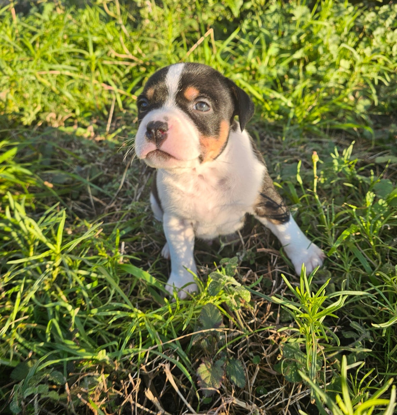 Staffordshire Bull Terrier - des Amours de Claya