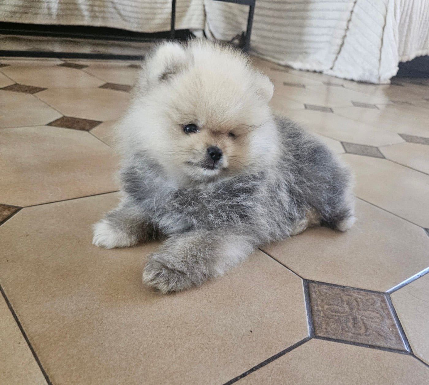 Brownie