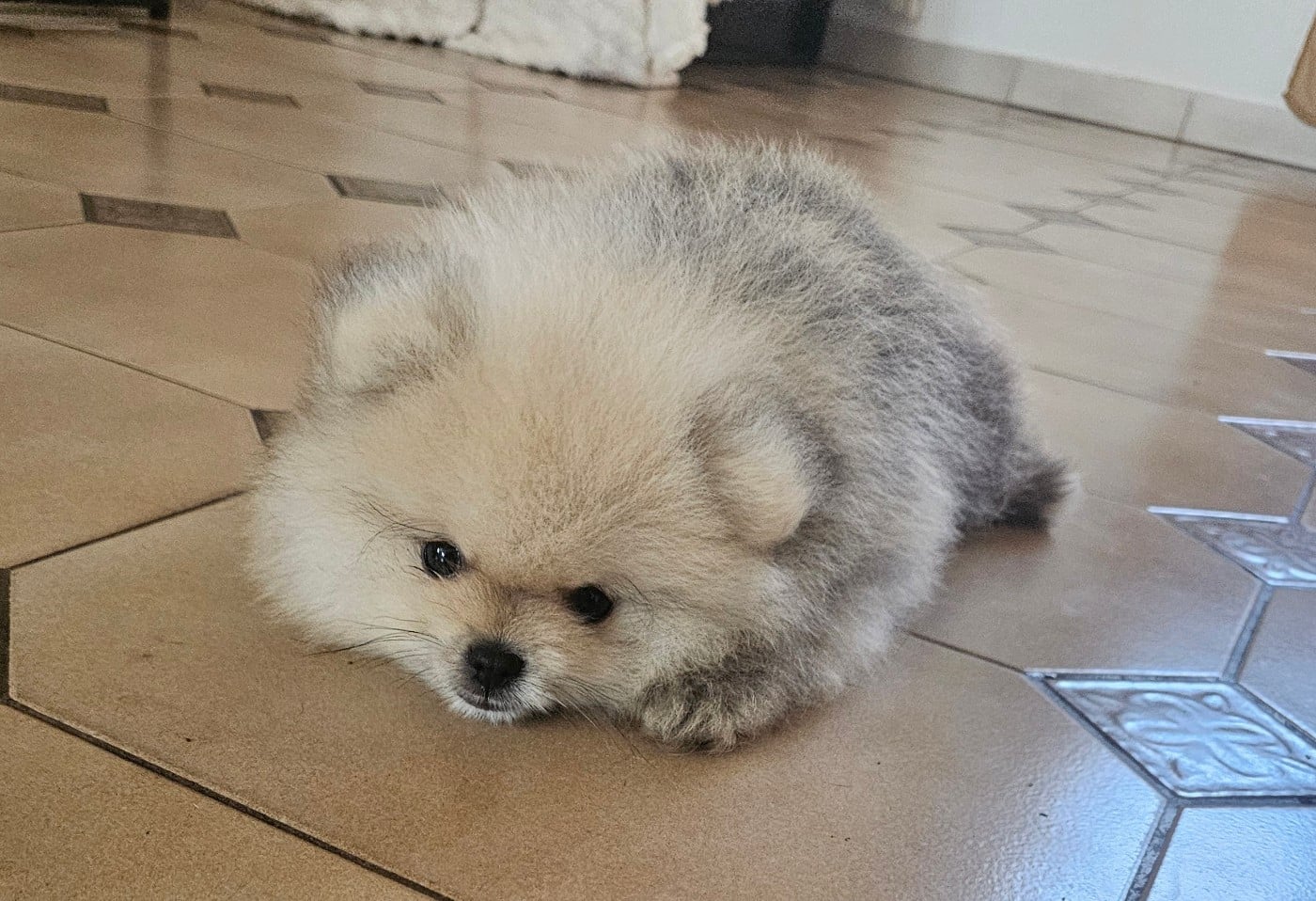 Brownie
