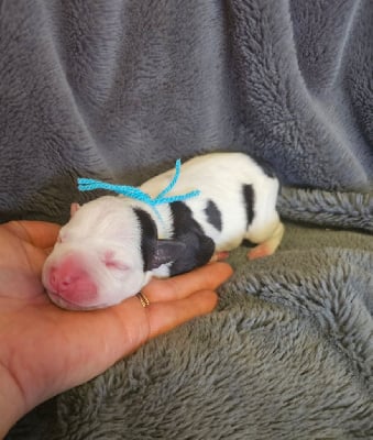 Les chiots de Staffordshire Bull Terrier