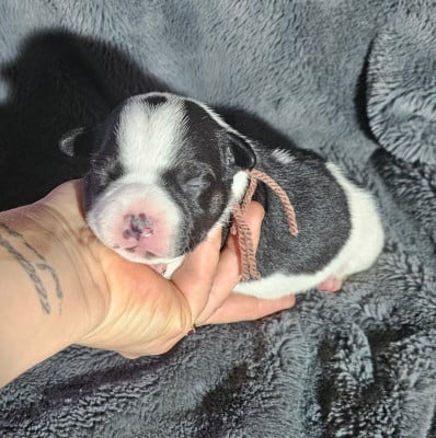 Les chiots de Staffordshire Bull Terrier