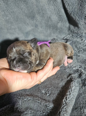Les chiots de Staffordshire Bull Terrier