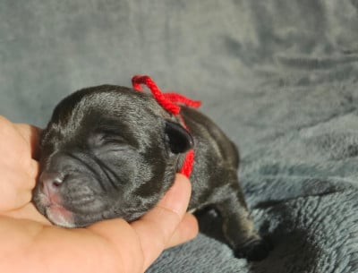 Les chiots de Staffordshire Bull Terrier