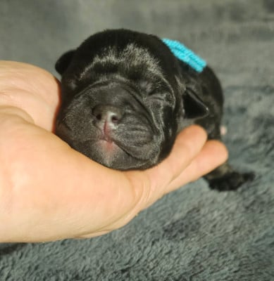 Les chiots de Staffordshire Bull Terrier