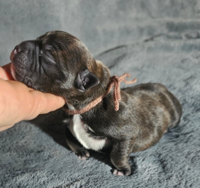 Les chiots de Staffordshire Bull Terrier