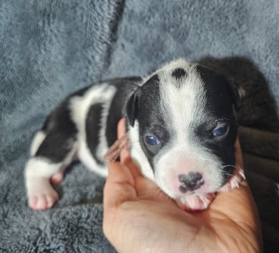 Les chiots de Staffordshire Bull Terrier