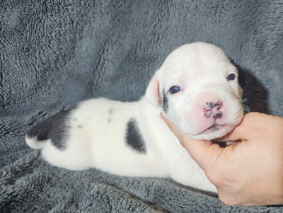 Les chiots de Staffordshire Bull Terrier
