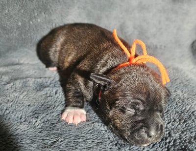Les chiots de Staffordshire Bull Terrier