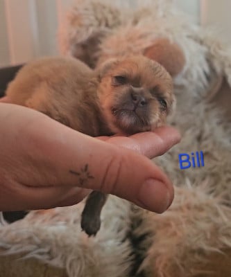 Les chiots de Spitz allemand