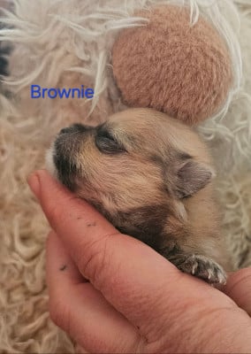 Les chiots de Spitz allemand