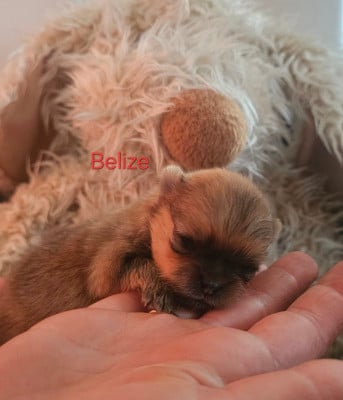 Les chiots de Spitz allemand