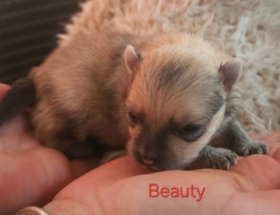 Les chiots de Spitz allemand