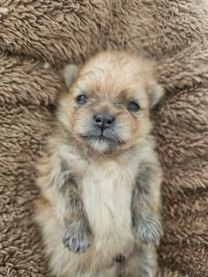 Les chiots de Spitz allemand