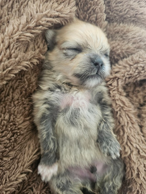 Les chiots de Spitz allemand