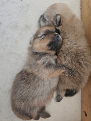 Les chiots de Spitz allemand