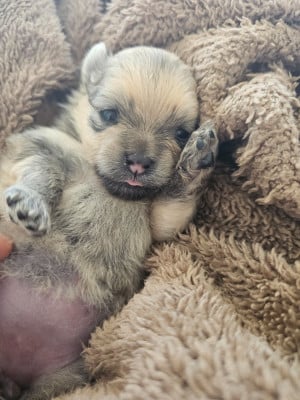 Les chiots de Spitz allemand