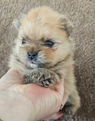 Les chiots de Spitz allemand