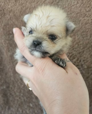 Les chiots de Spitz allemand
