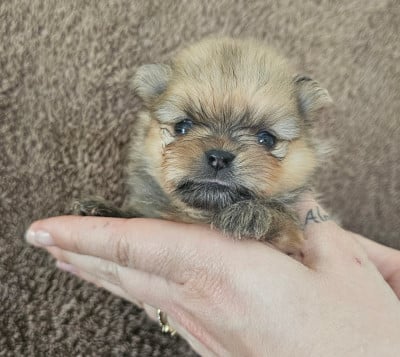 Les chiots de Spitz allemand