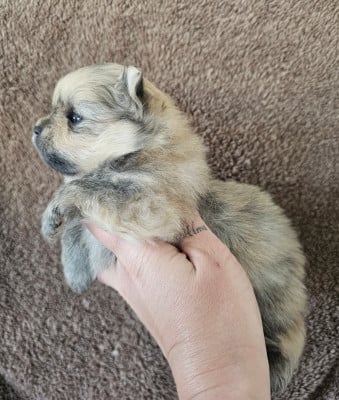 Les chiots de Spitz allemand