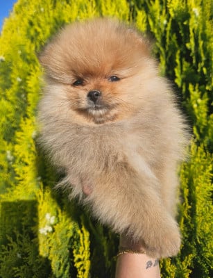 Les chiots de Spitz allemand