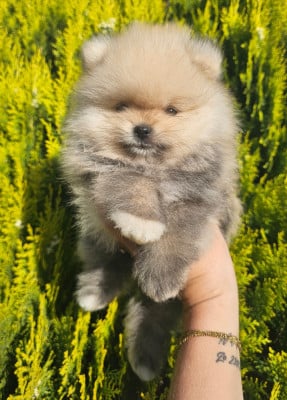 Les chiots de Spitz allemand