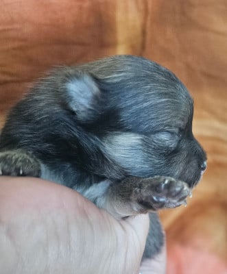 Les chiots de Spitz allemand