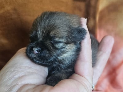 Blue moon - Spitz allemand