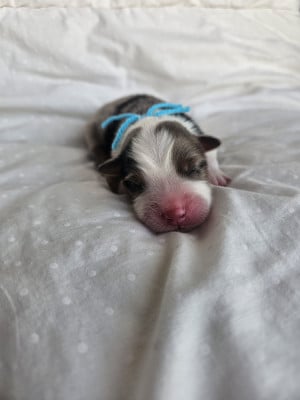 Les chiots de Berger Australien