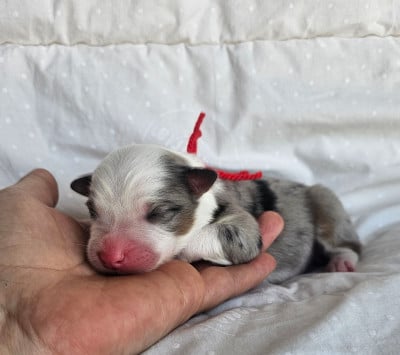 Les chiots de Berger Australien