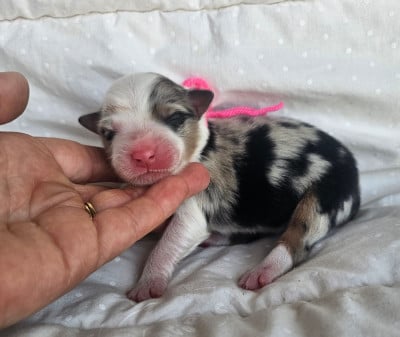 Les chiots de Berger Australien
