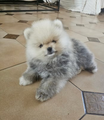 Les chiots de Spitz allemand