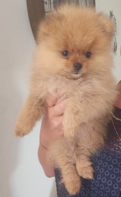 Les chiots de Spitz allemand