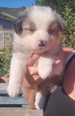 Les chiots de Berger Australien