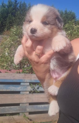 Les chiots de Berger Australien