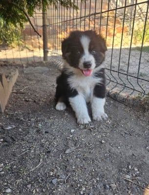 Les chiots de Berger Australien