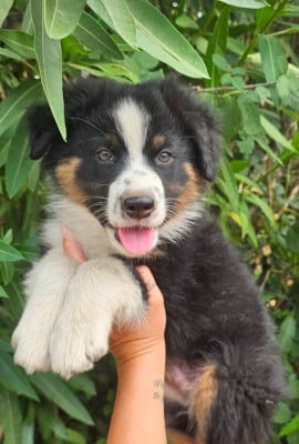 Les chiots de Berger Australien
