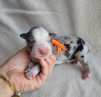 Chiot N°2 - Berger Australien