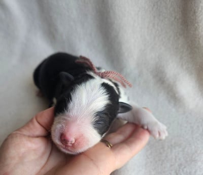Chiot N°4 - Berger Australien