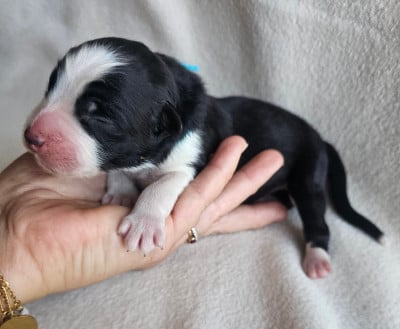 Chiot N°5 - Berger Australien