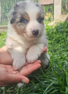 Les chiots de Berger Australien