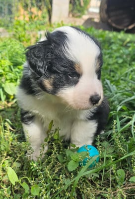 Les chiots de Berger Australien