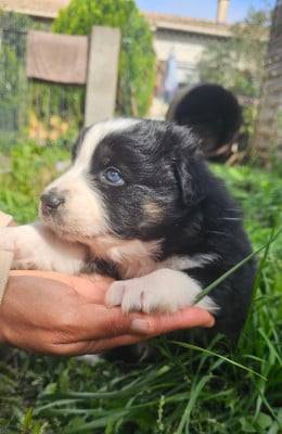 Les chiots de Berger Australien